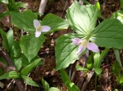 6.10.06 Table Mtn_3CR 138 